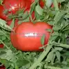 Ferris Wheel Tomato