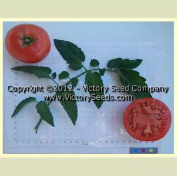 Pan America Tomato