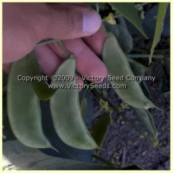 Henderson's Bush Lima Bean