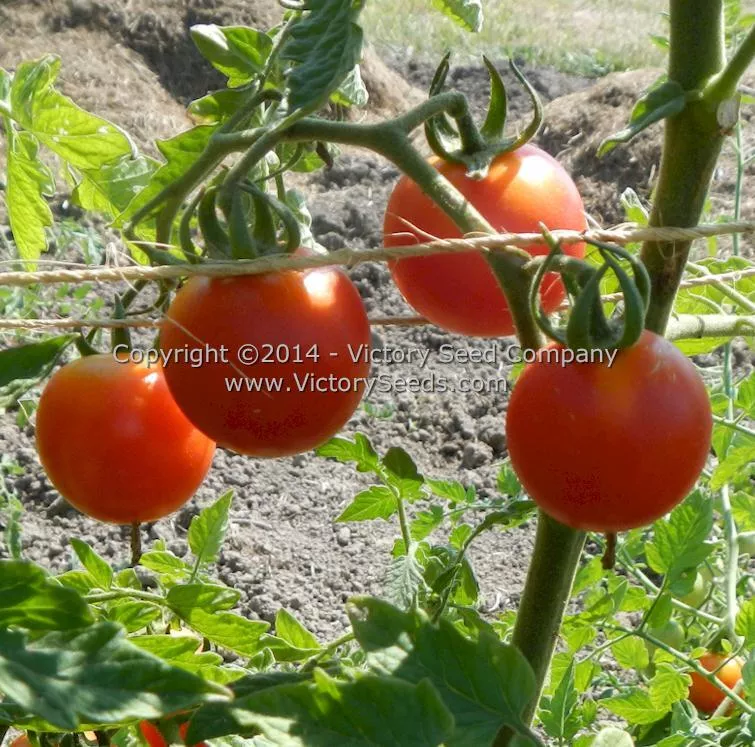 Royal Red Cherry Tomato