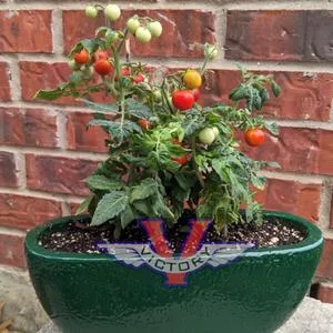 Micro-Tina Tomato