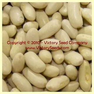 Slenderette Bush Green Garden Bean