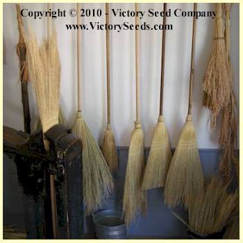 Mixed Colors Broom Corn