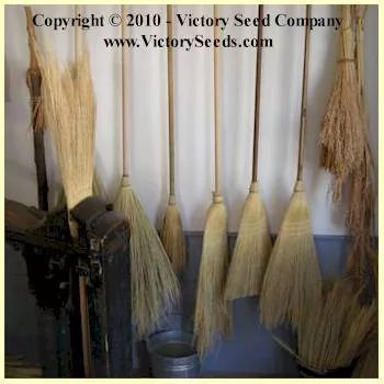 Mixed Colors Broom Corn