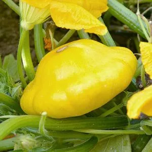 Yellow Bush Scallop Summer Squash
