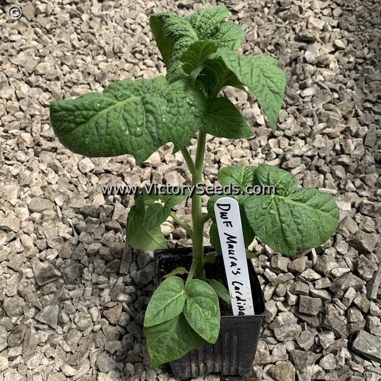 Dwarf Maura's Cardinal Tomato