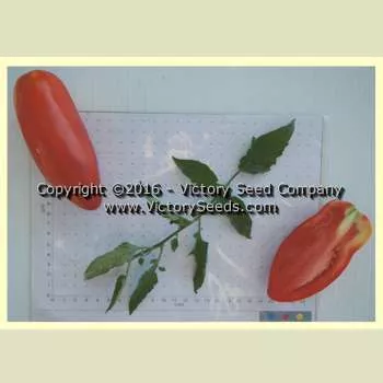 Opalka Tomato