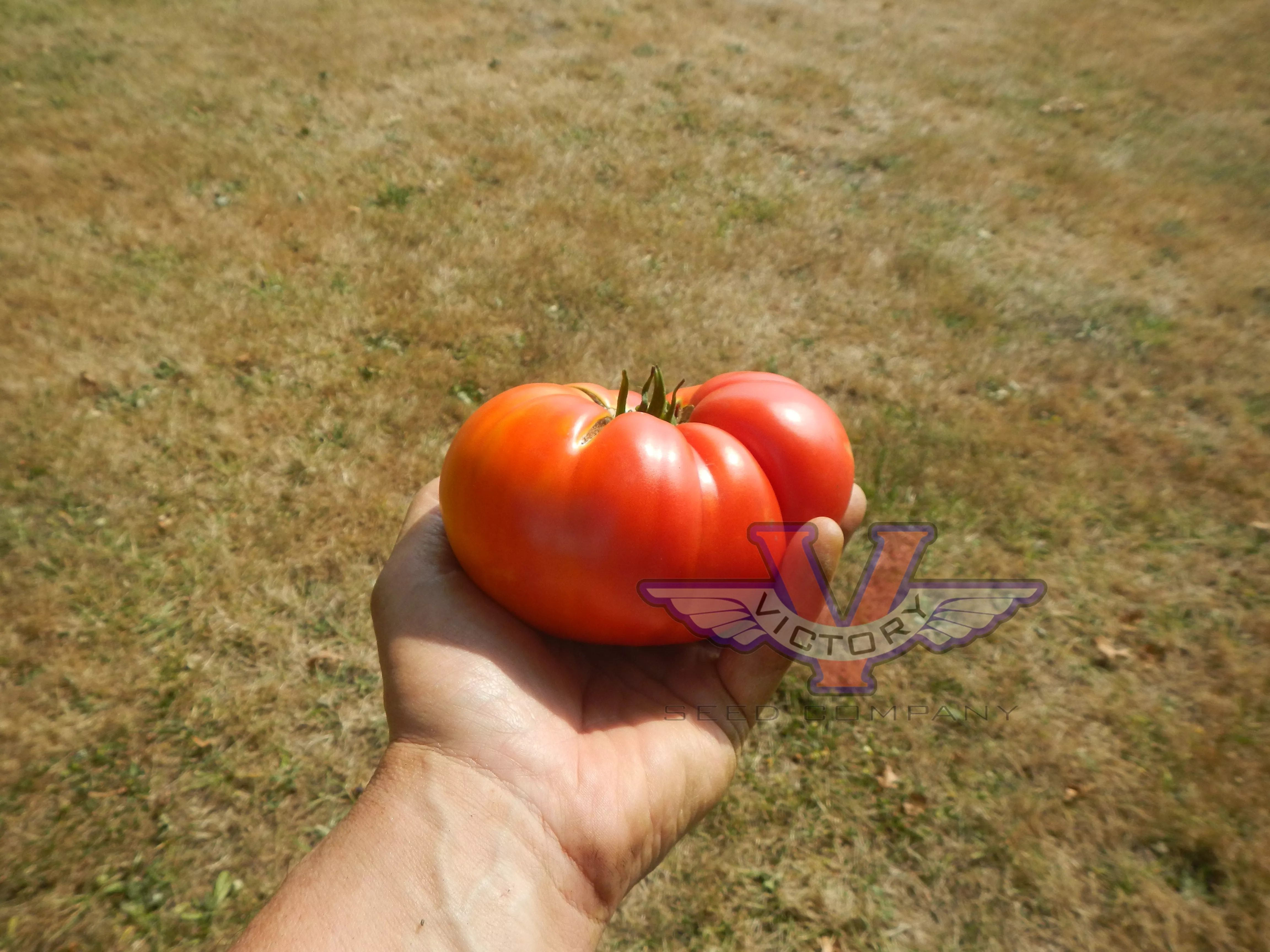 Big Sandy Tomato