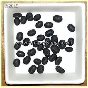 Wisconsin Black Soybean