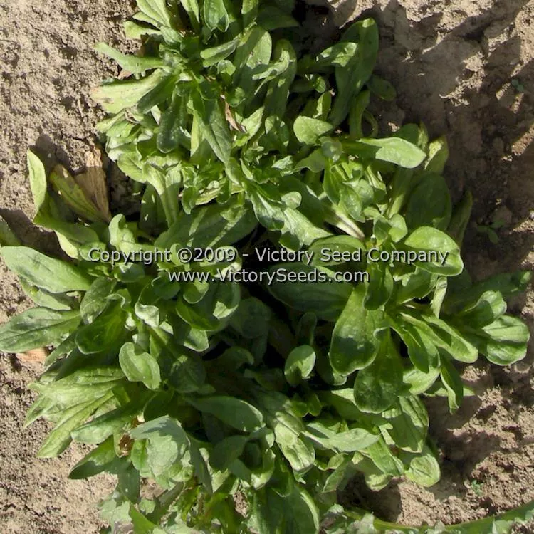 Corn Salad