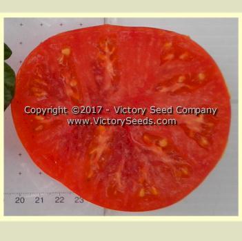 Dwarf Beauty King Tomato