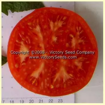 Glamour Tomato