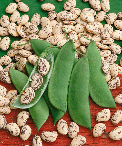 Jackson Wonder Bush Lima Bean