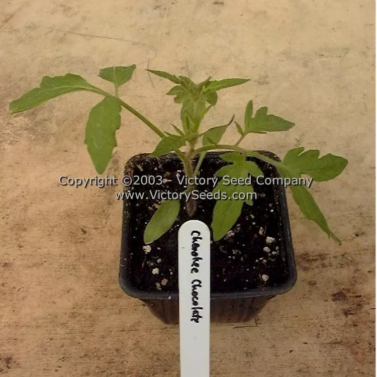 Cherokee Chocolate Tomato