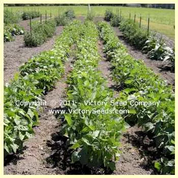 Gross Brother's Vermont Cranberry Bush Garden Bean