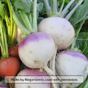 Purple Top White Globe Turnip