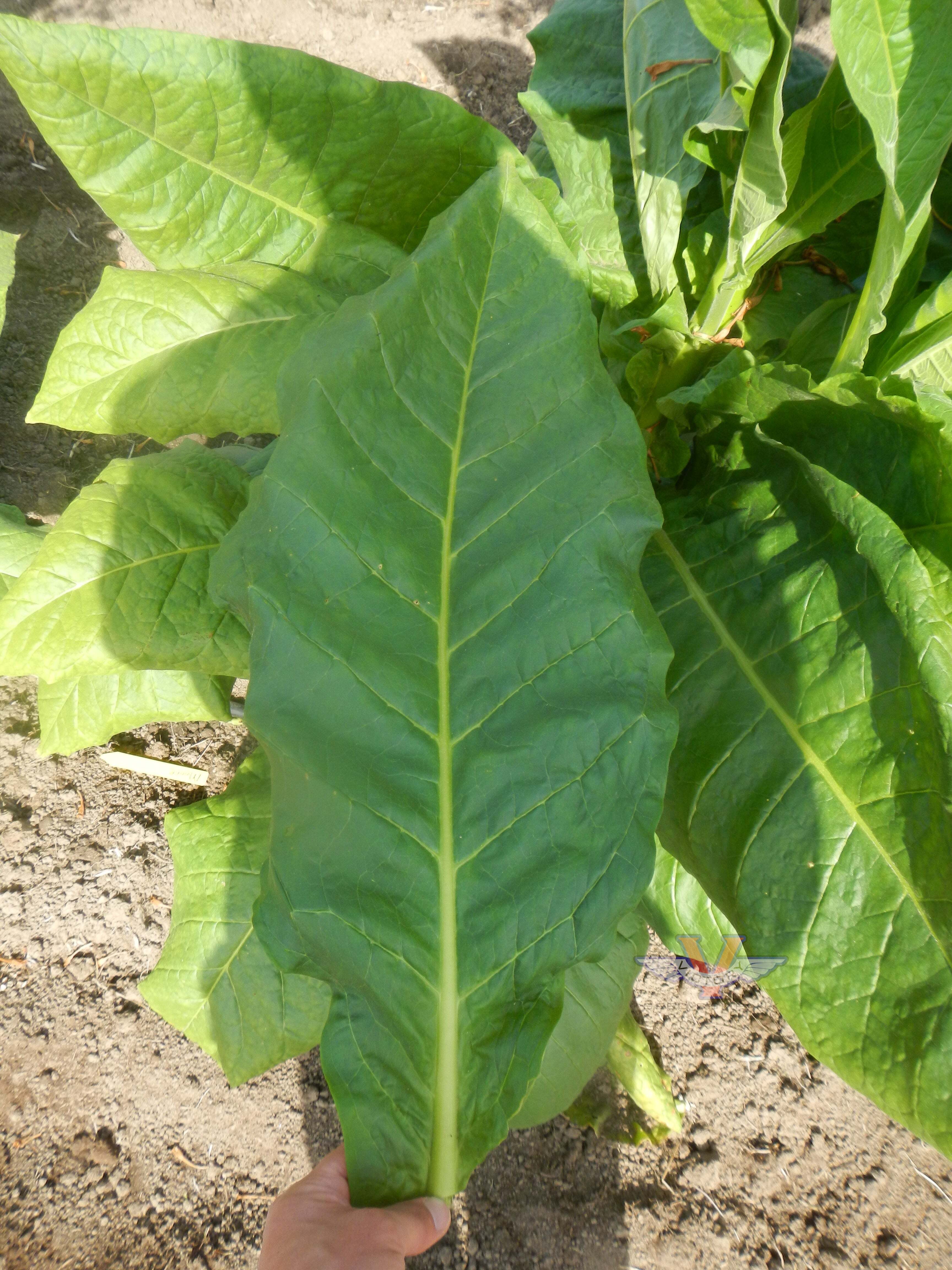 Moore Tobacco