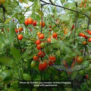 Red Grape Tomato