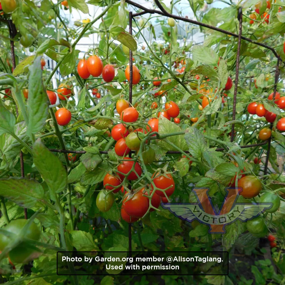 Red Grape Tomato