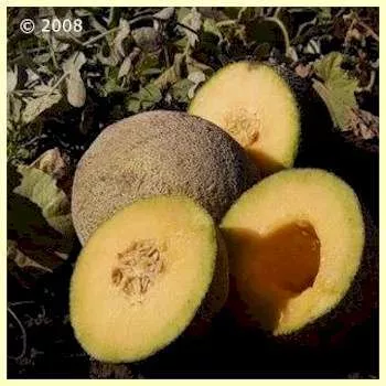 Hearts of Gold Melon