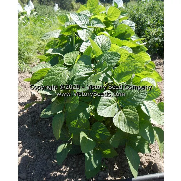Butterbean Soybean