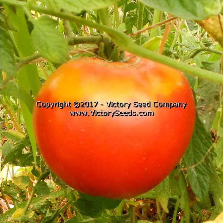 Red Mortgage Lifter Tomato