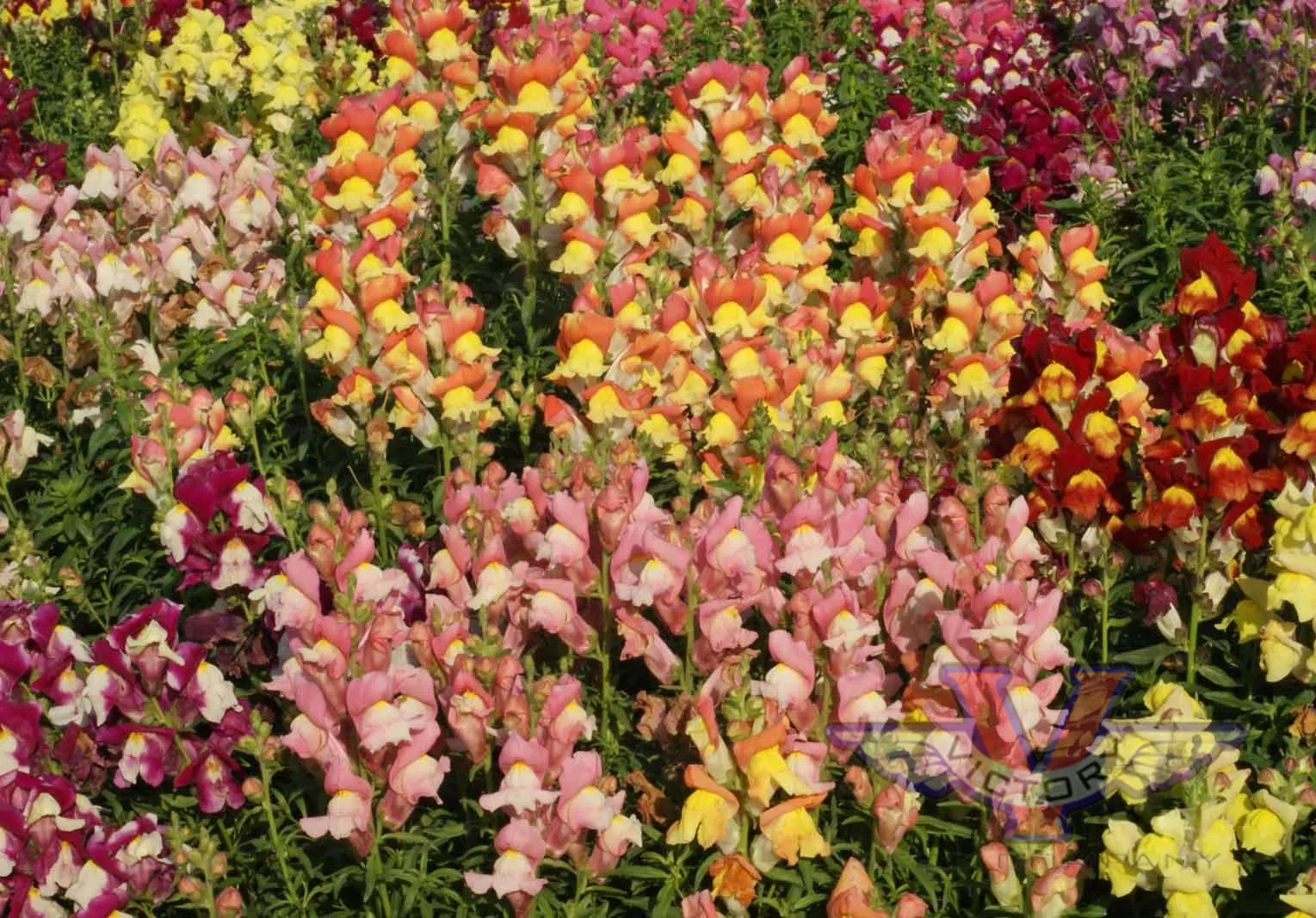 Snapdragon 'Tetra Mix'