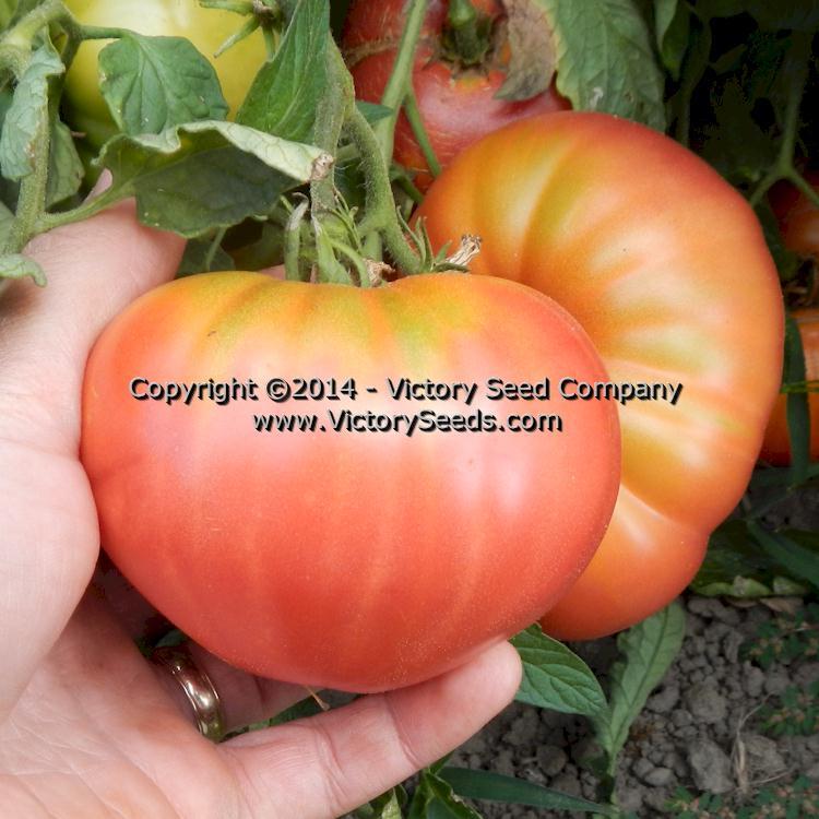 Cosner Tomato