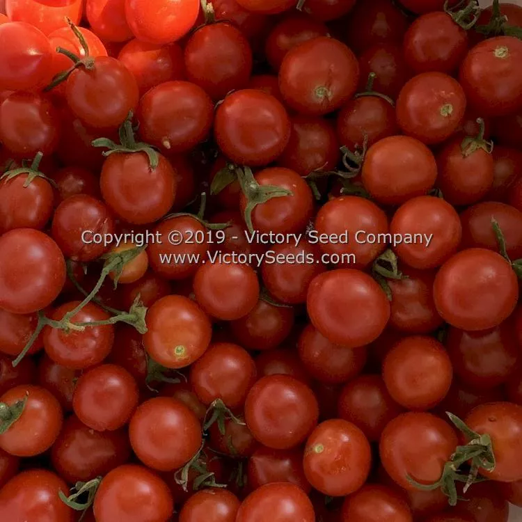 Farthest North Tomato