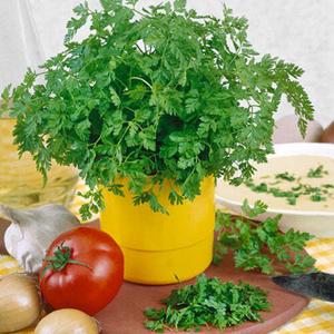 Curled Chervil