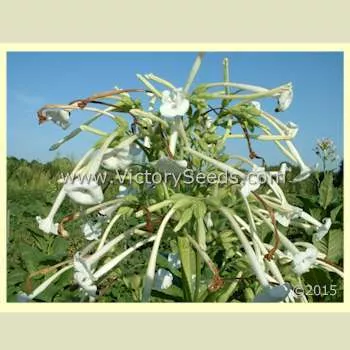 Ornamental Flowering Tobacco