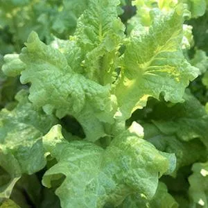 Black Seeded Simpson Leaf Lettuce