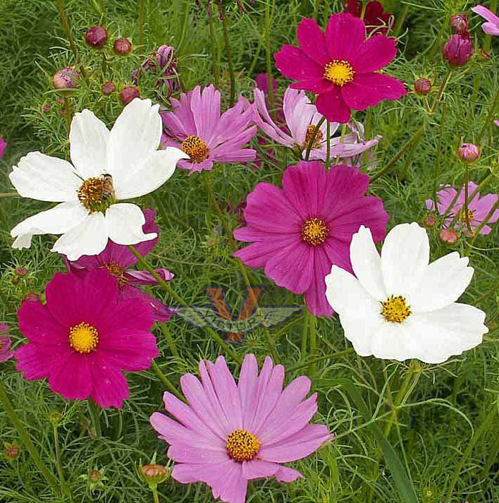 Cosmos