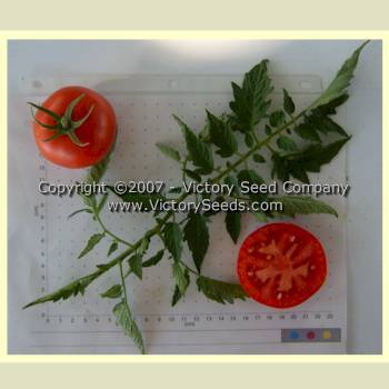 Livingston's Ideal Tomato