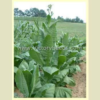 Southern Beauty Tobacco