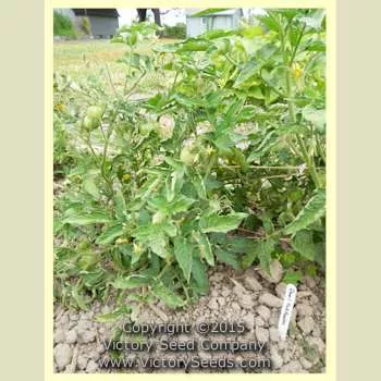 Dwarf Pink Passion Tomato