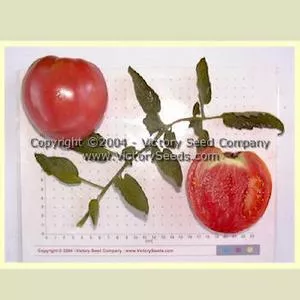 Kosovo Tomato