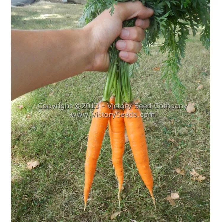 Kuroda Carrot