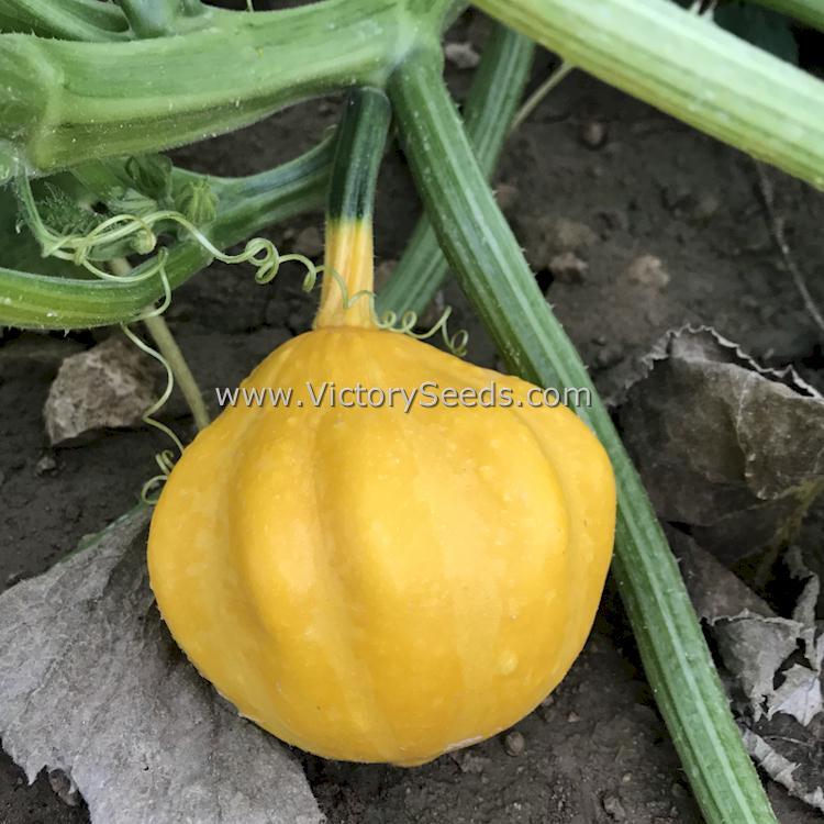 Lemon Summer Squash