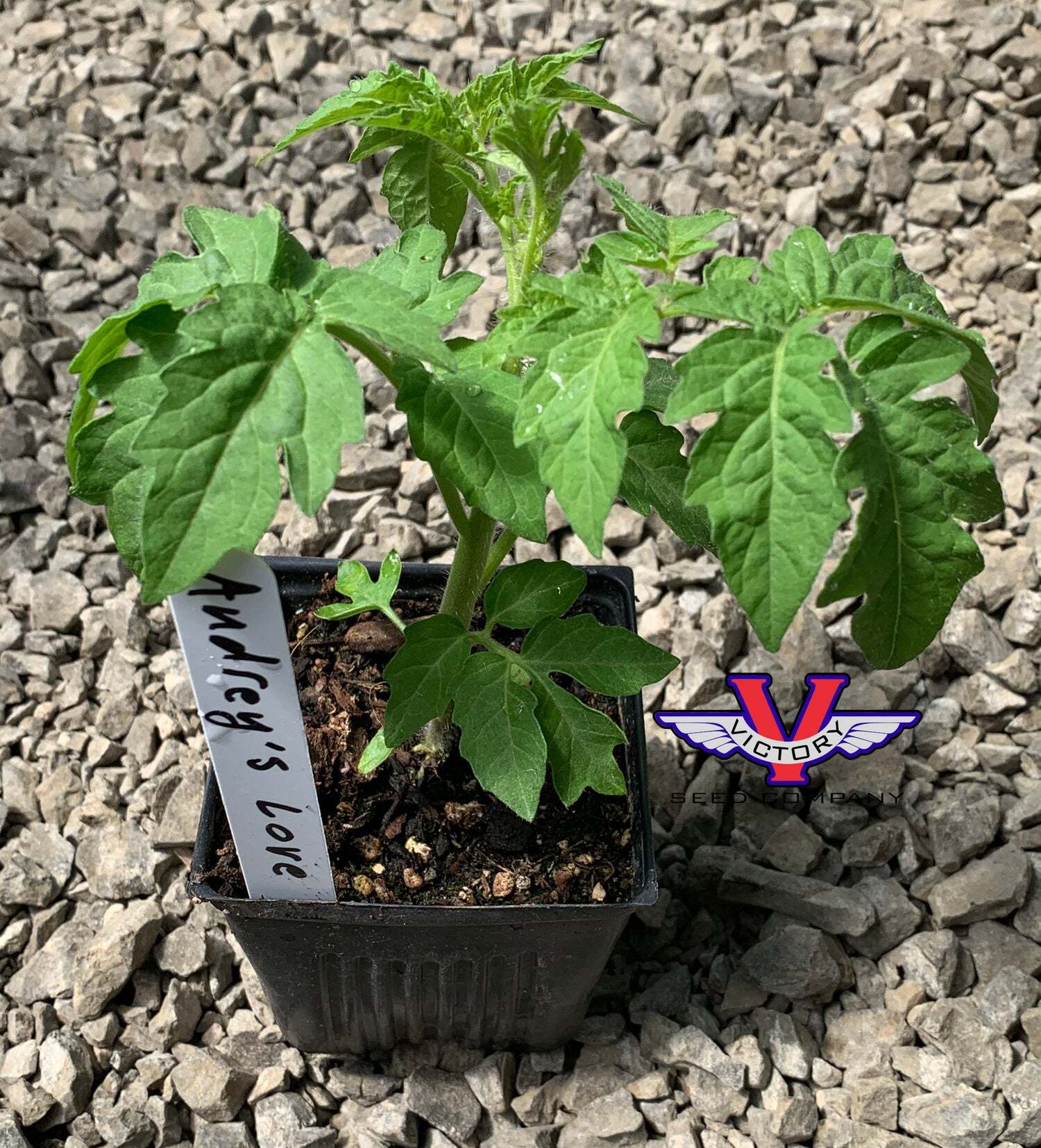 Dwarf Audrey's Love Tomato