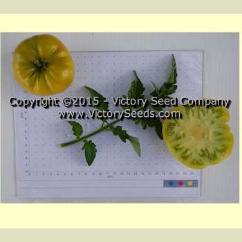 Big Green Dwarf Tomato