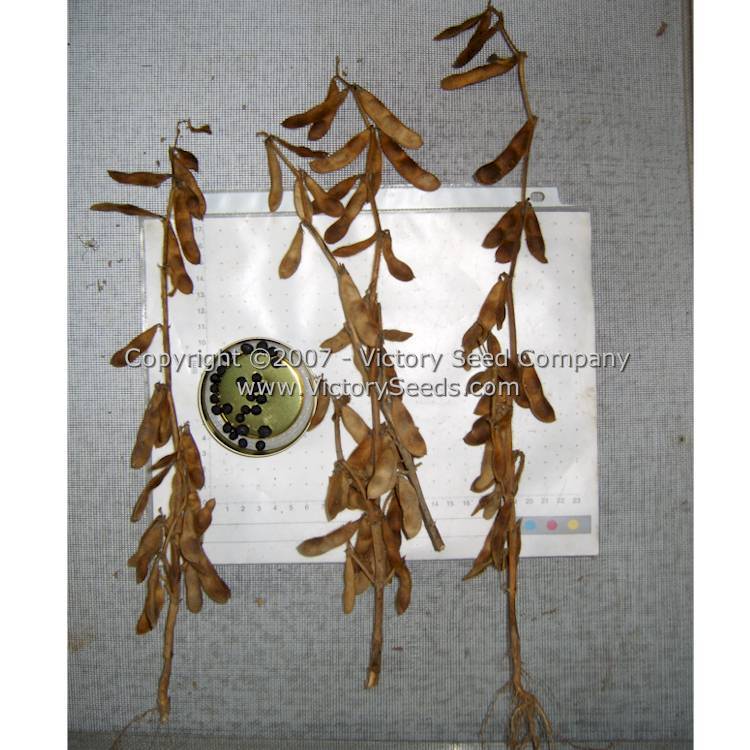 Black Jet Soybean