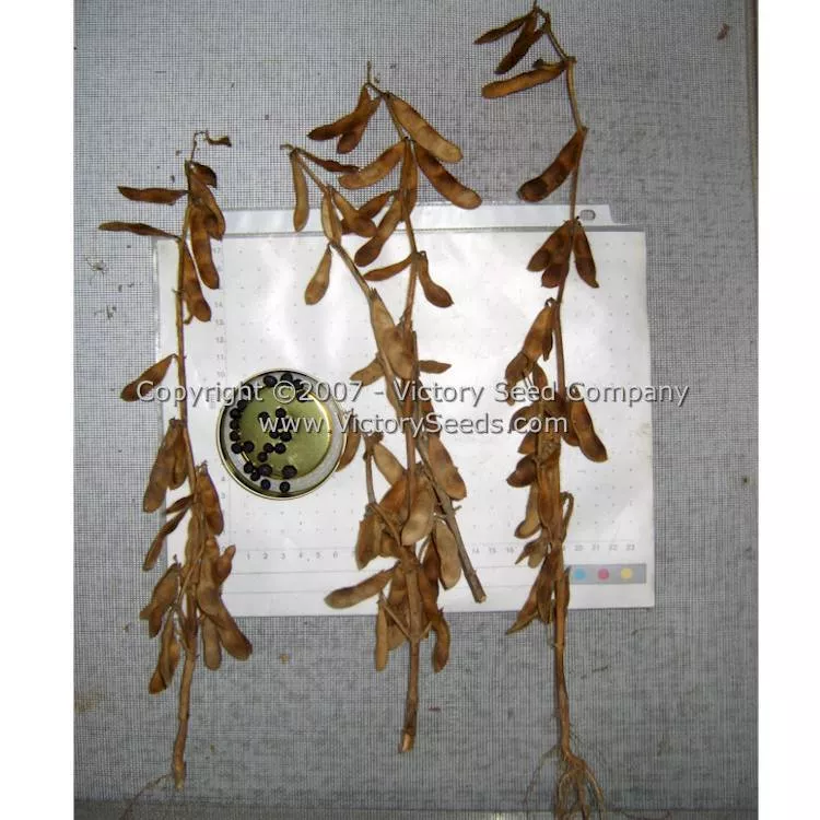 Black Jet Soybean