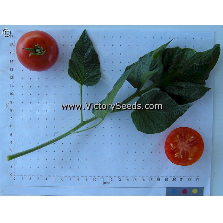 Stupice Tomato