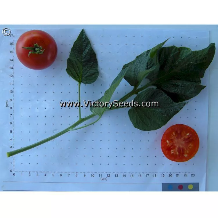 Stupice Tomato