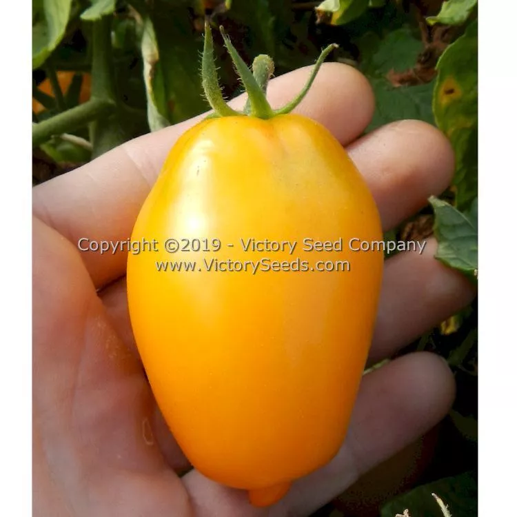 Banana Toes Tomato