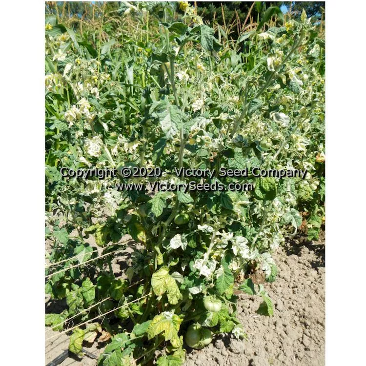 Dwarf Walter's Fancy Tomato