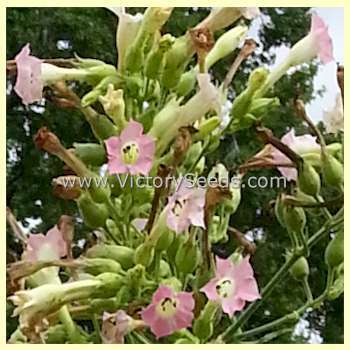 Dixie Shade Tobacco