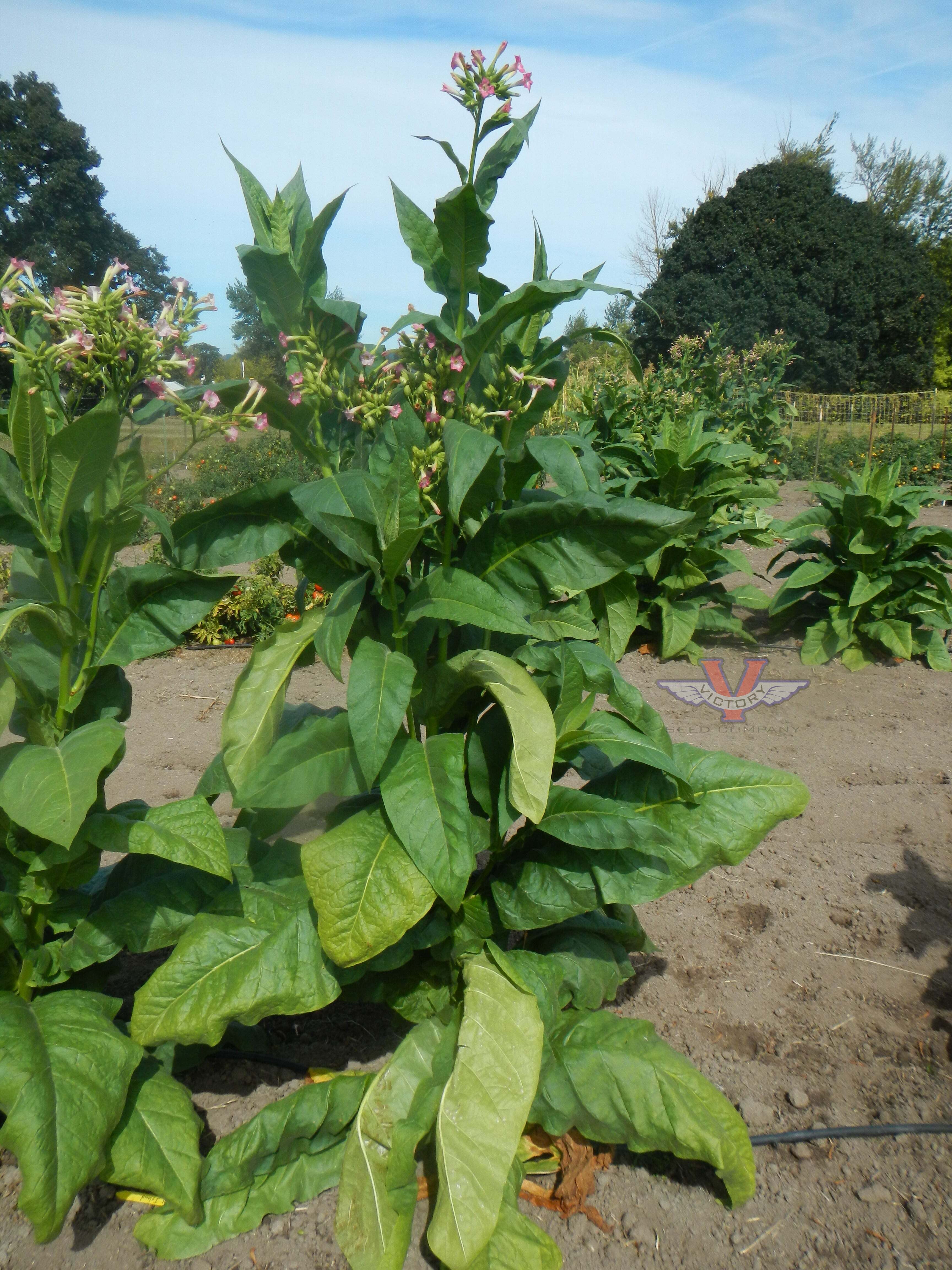 Hill Island Tobacco