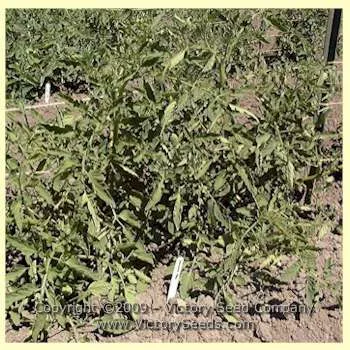 Louisiana Red Tomato